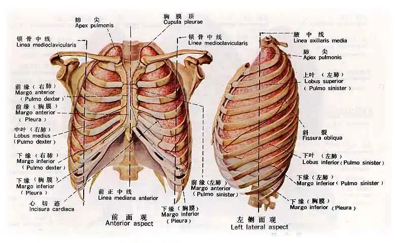 左胸是心脏,那右边有什么?