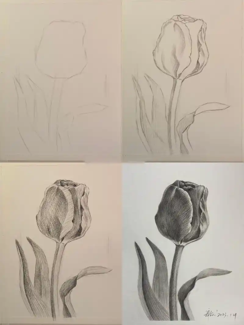 零基础素描教学花卉篇(郁金香)附过程图 工具碳笔软中硬,樱花橡皮,(线