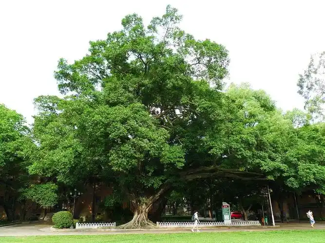 黑石屋边的细叶榕.
