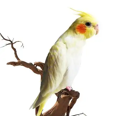 玄凤鹦鹉黄色花色特色珍珠人手养黄化玄凤会说话玄风活宠物体鸟