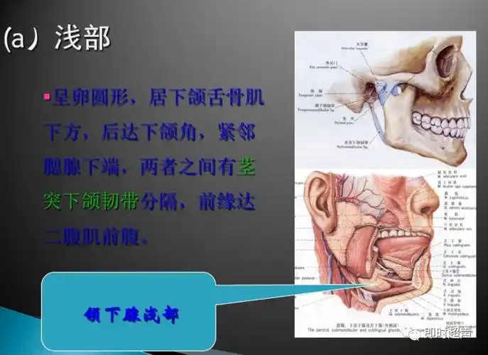 颌下腺解剖及正常超声表现
