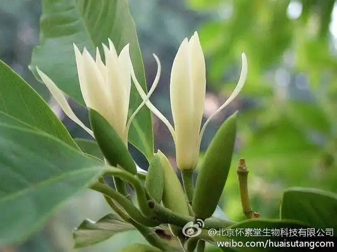 辛夷花(玉兰花)功效:可改善昏睡及焦虑现象,对慢性胃病,月经失调也有