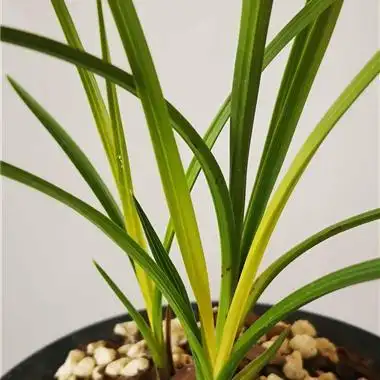 蕙兰朱金黄心草