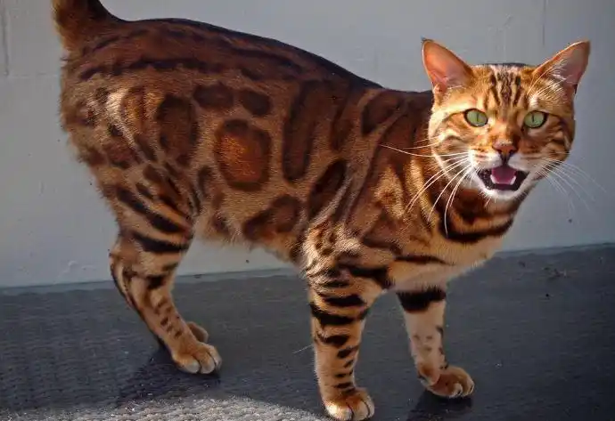 世界上十大最贵的猫第一价格高达61万人民币