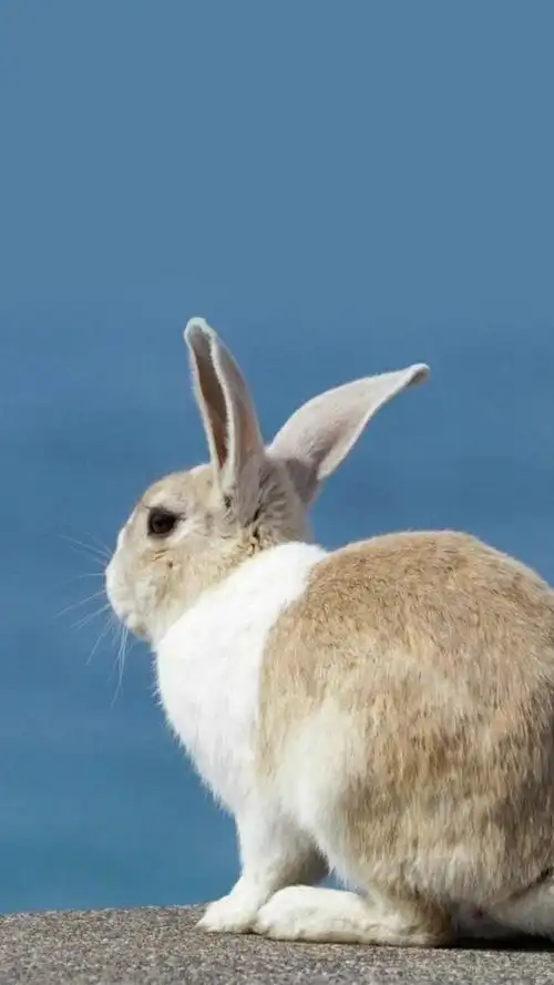 萌宠灵性小兔子