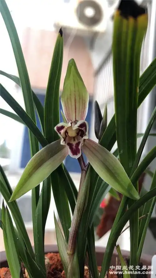 曾经的天价兰,现在你我都能玩起来-莲瓣篇-中国兰花交易网社区