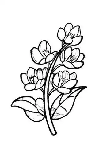 🌿板蓝根的简笔画✨