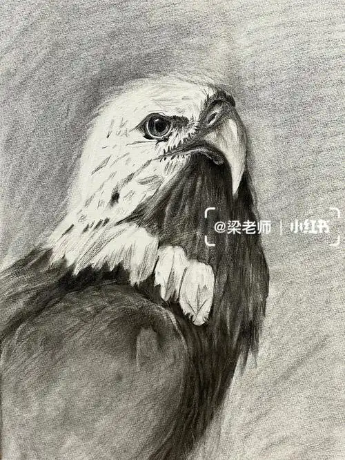 五年级素描老鹰07