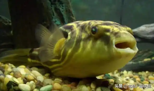 鳄雀鳝鳄雀鳝是现存7种雀鳝中体型最大的一种,也是最古老的一种观赏鱼