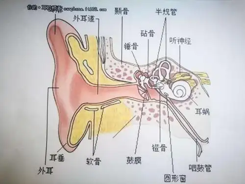 爱护耳朵,健康成长 - 美篇