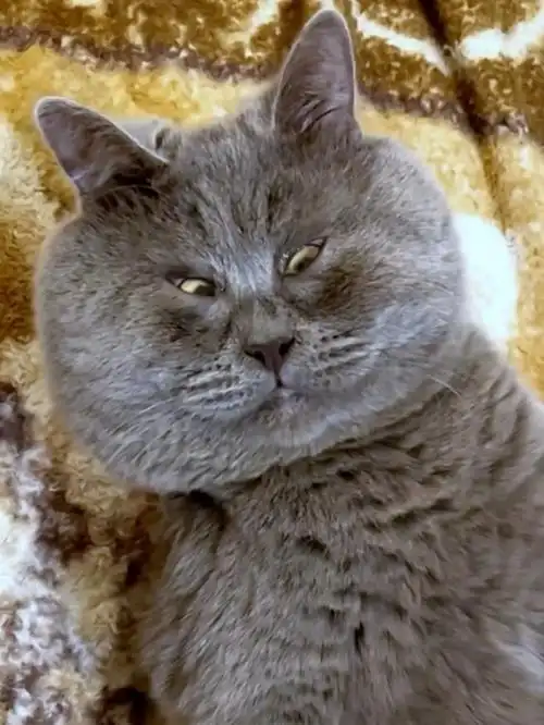 俄罗斯网红猫天生表情包脸吸了30多万粉