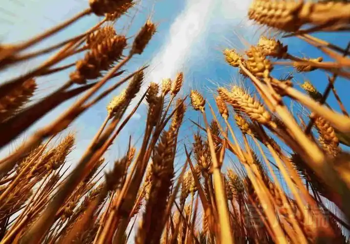 "粮食大省的责任与担当"系列之一:以全产业链发展擦亮"延津小麦"品牌