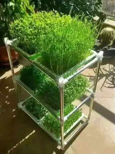 【生活】她用一张纸在阳台种菜,居然养活了一家人…成本不到十块钱