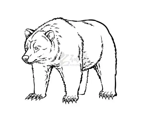 怎样画狗熊初学者画狗熊步骤图
