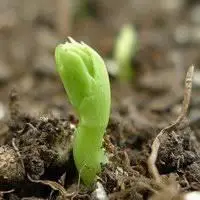 特别土的微信头像 土里土气乡村味微信头像【点击鼠标右键下载】