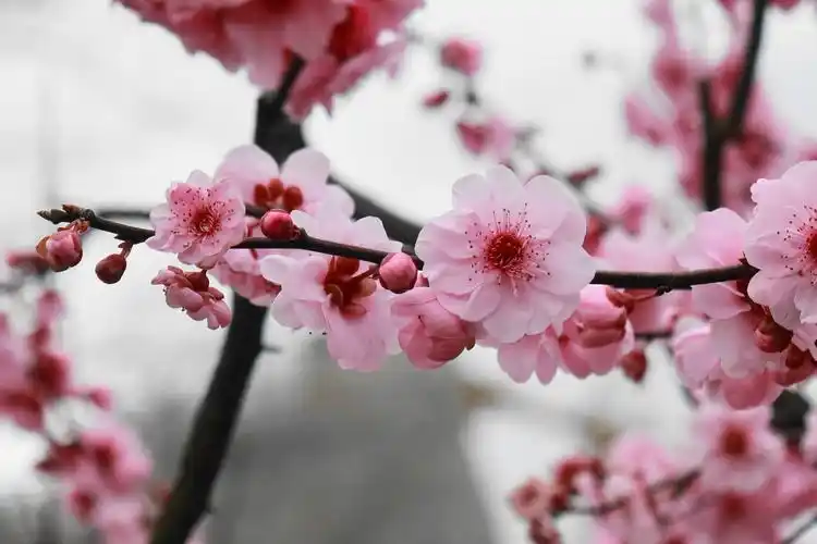 有一种梅花叫"美人梅"