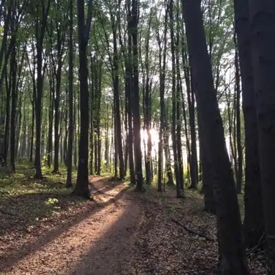绿色森系风景头像森林里笔直生长的树木