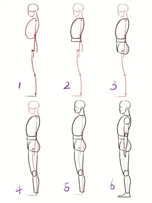 人体基础结构学习笔记站姿正侧