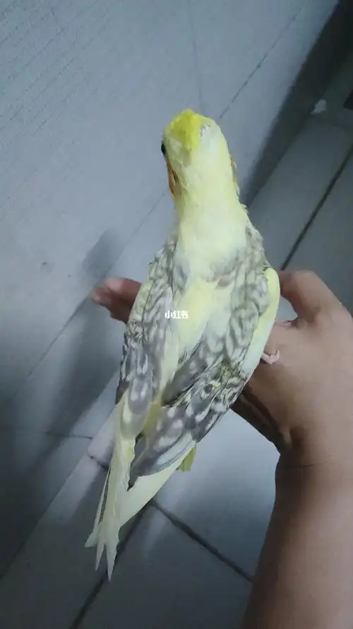 手养红脸中趴派特和白脸超高,等待小主人#手养玄凤  #手养鹦鹉  #玄凤