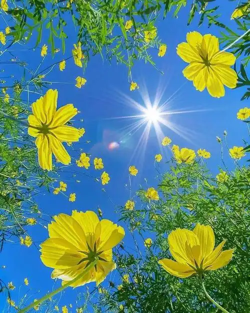 真美,夏天花朵摄影技巧9个,一看就会