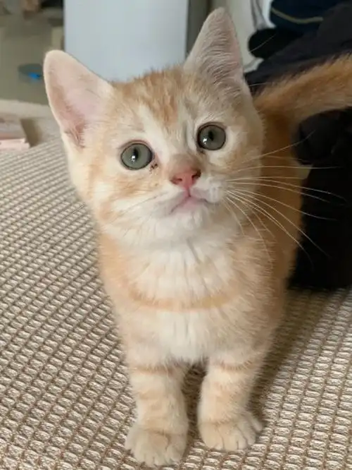 是一个两个多月的小橘猫,弟弟给啾啾作伴的,因为啾啾老是无聊到叫期待