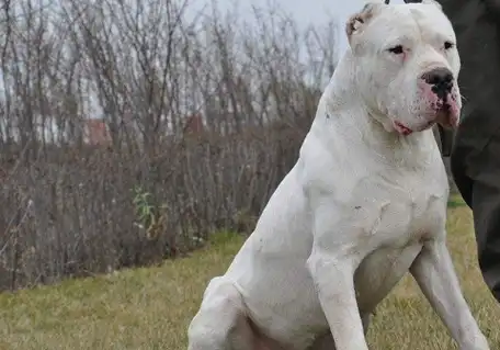 世界上攻击性最强的烈性犬种,藏獒不惜落榜,第一名大家很熟悉!