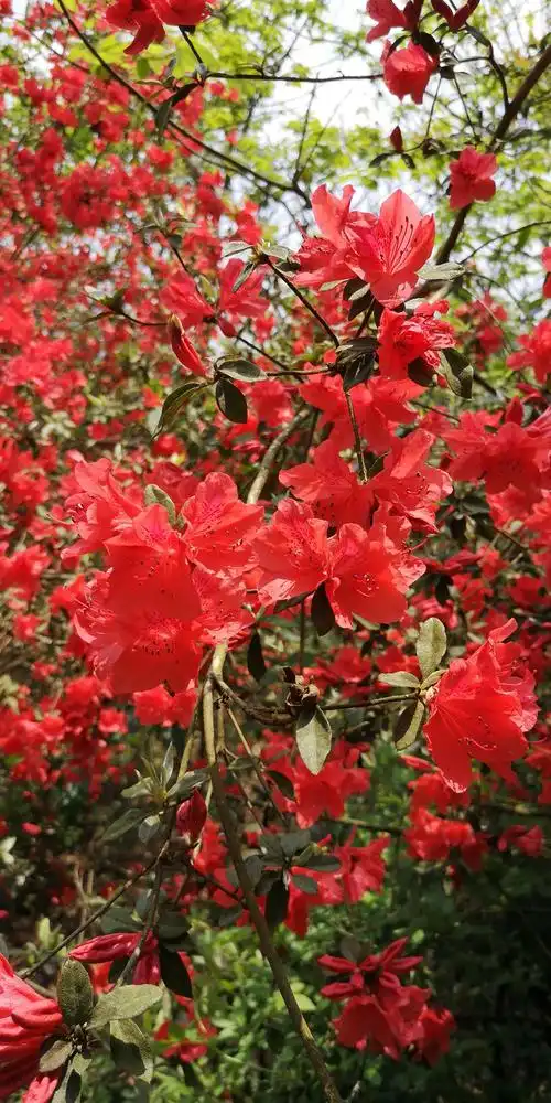 映山红之美 - 美篇