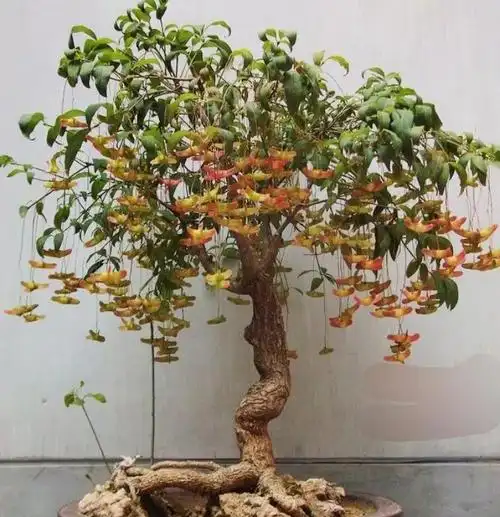 金丝吊蝴蝶的观赏价值