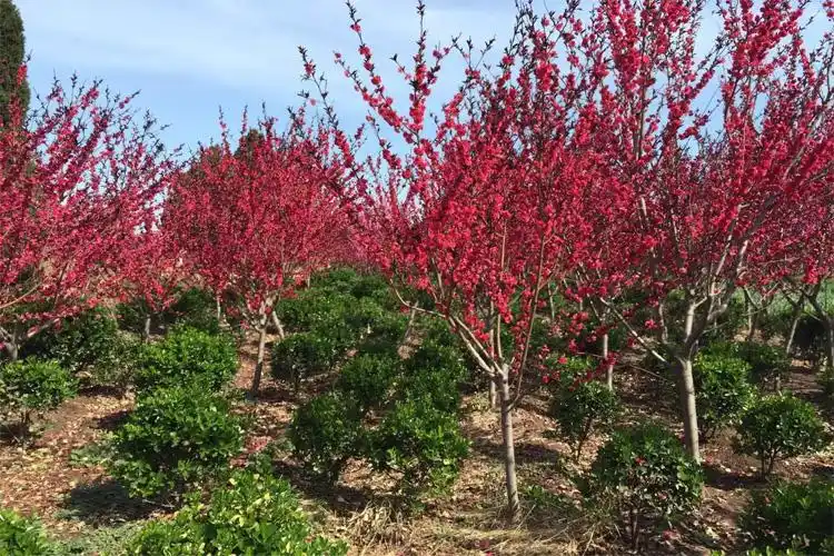 帅轩紫叶桃重瓣红叶碧桃紫叶碧桃嫁接碧桃树苗桃树苗庭院彩叶树苗紫叶