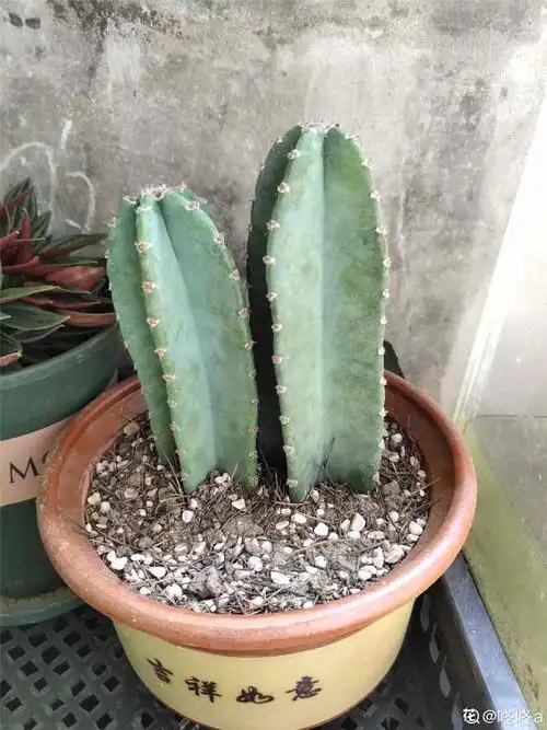 量天尺的花语和传说