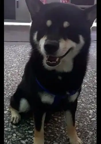 黑柴眼睛周围都是黑毛发拍照时根本看不见眼睛天生的保护色