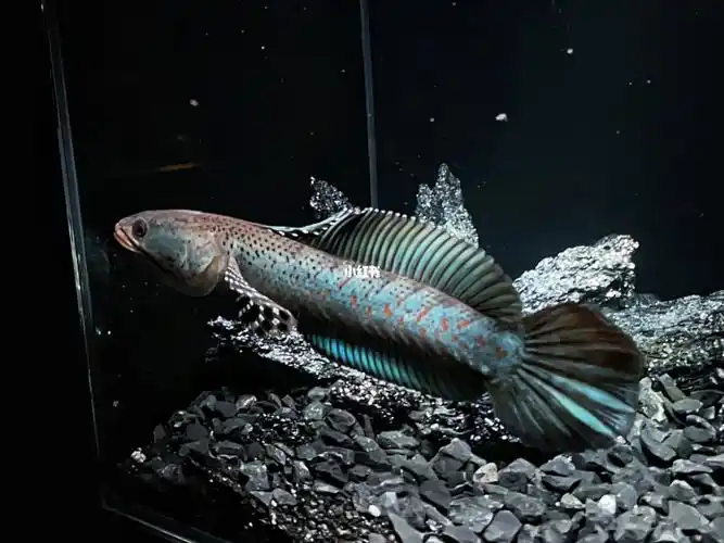 开缸造景暗黑风雷龙缸