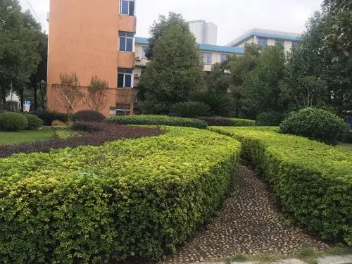 校园绿化顶呱呱