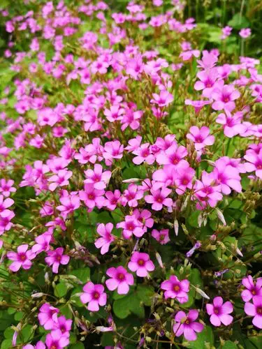 太阳花只有在太阳升起的时候才开花,太阳落山的时候就合拢.