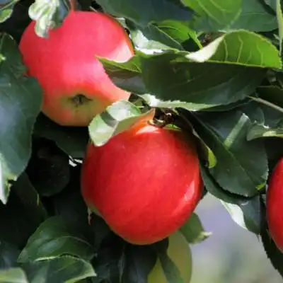 红苹果微信头像