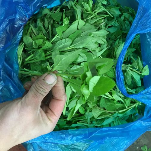 新鲜蔬菜枸杞叶苟杞叶野生枸杞头嫩芽春季新品 农家野菜