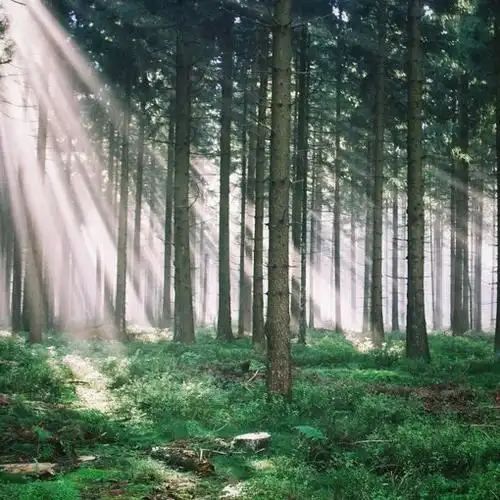 x的唯美风光摄影作品,给我们呈现了一片洒满阳光的森林的神秘与美感