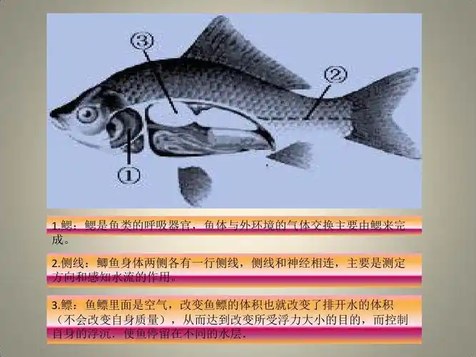 生物作业一一鱼的解剖 c1914班 胡洁