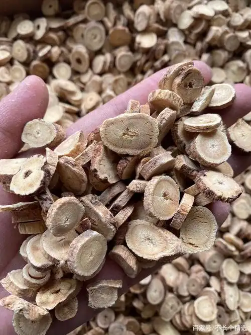 多年生野生黄芪和种植黄芪的外观与口感的区别