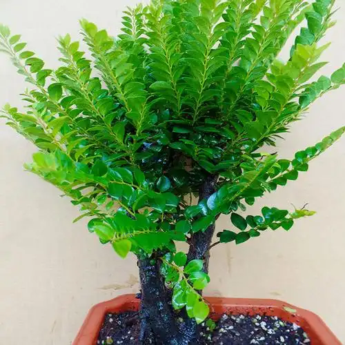 小叶紫檀盆景树桩客厅桌面小植物树苗四季常青室内绿植净化空气盆