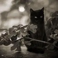 高冷孤独黑猫头像诡异的黑猫个性头像图片