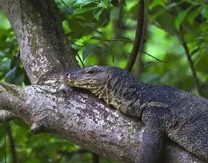 帝摩尔花点巨蜥