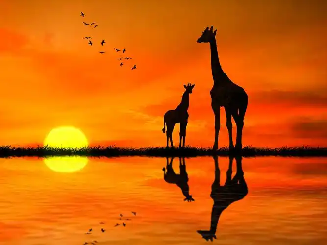 两只长颈鹿与反对非洲日落湖泊水中倒影的剪影
