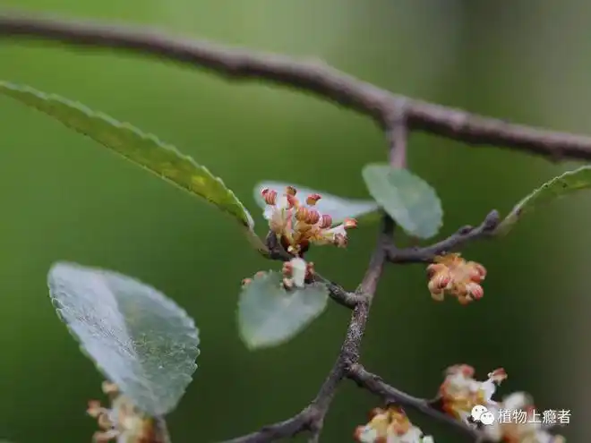 榔榆惟热爱可抵岁月漫长