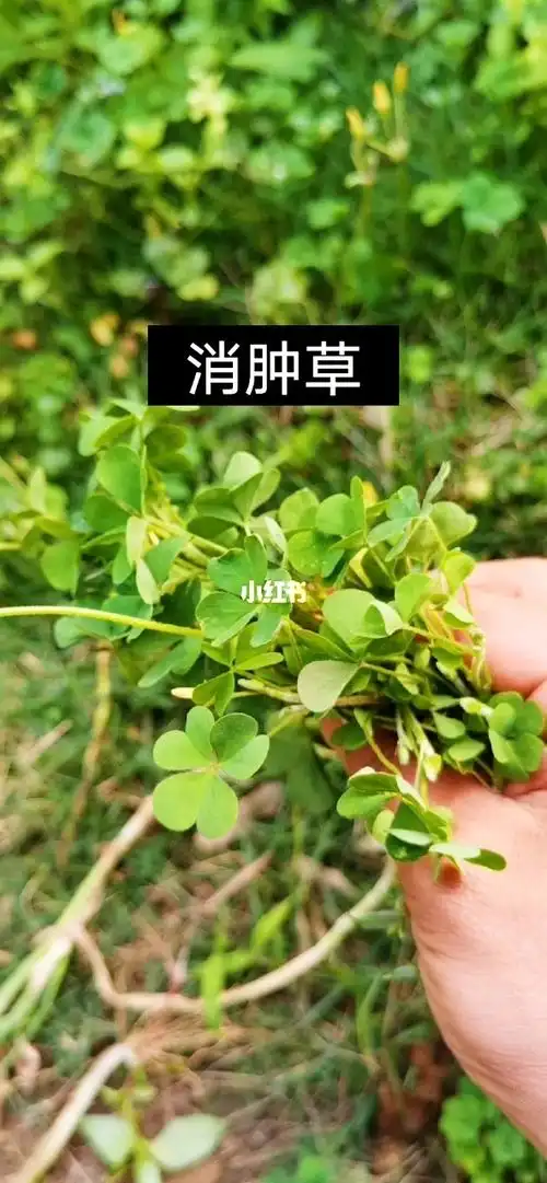 这个草学名叫酢浆草_中药_清热解毒_消肿_中草药_医疗健康_医疗药品