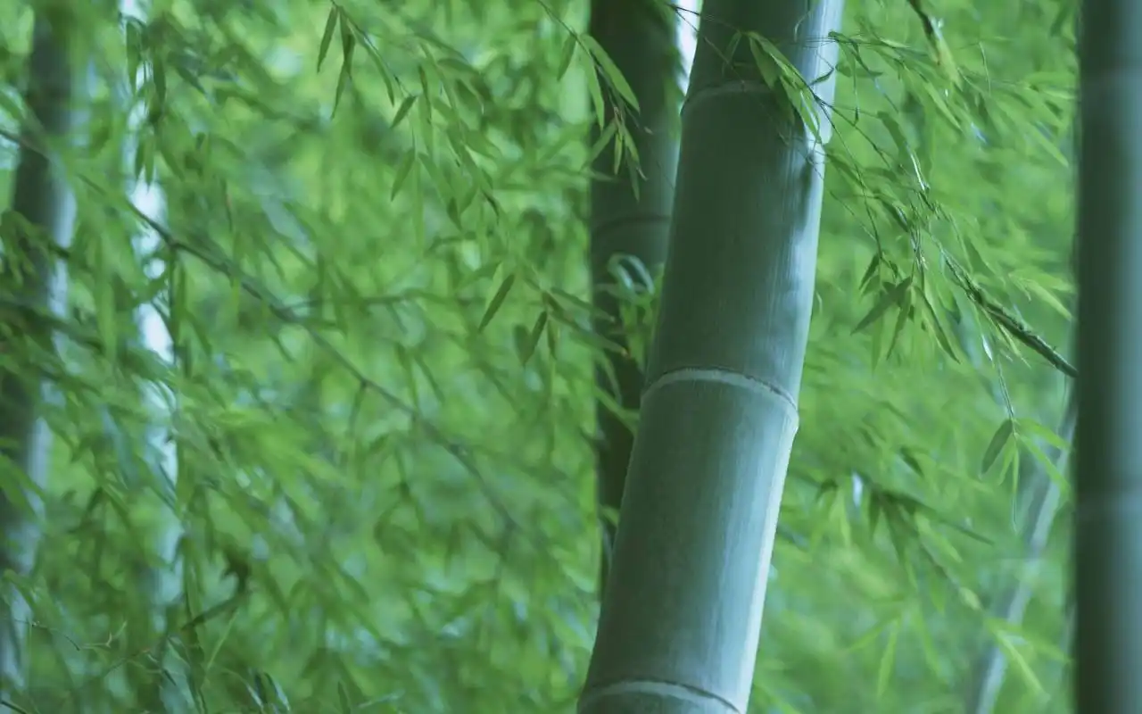 青翠竹林风景电脑壁纸高清大图预览1920x1200_风景壁纸下载_美桌网