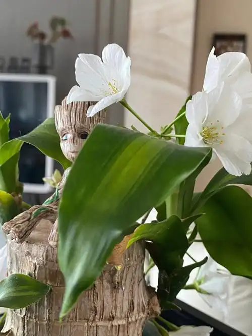 巴西木开花了07没想到这么漂亮哈哈