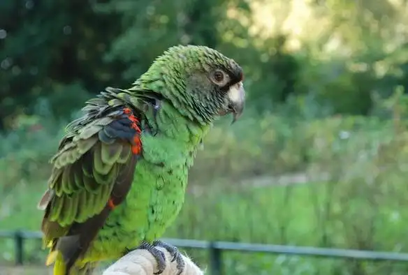 p>贾丁氏鹦鹉(学名: i>poicephalus gulielmi /i>) 在poicephalus属