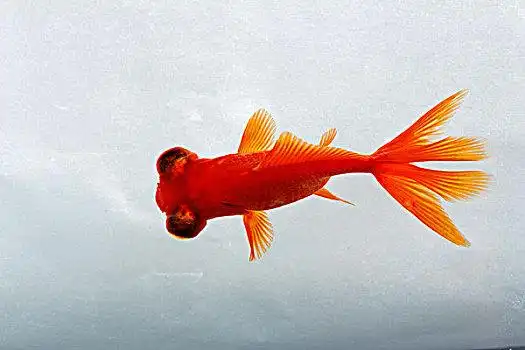 黑背景金鱼图片_黑背景金鱼图片大全_黑背景金鱼图片下载