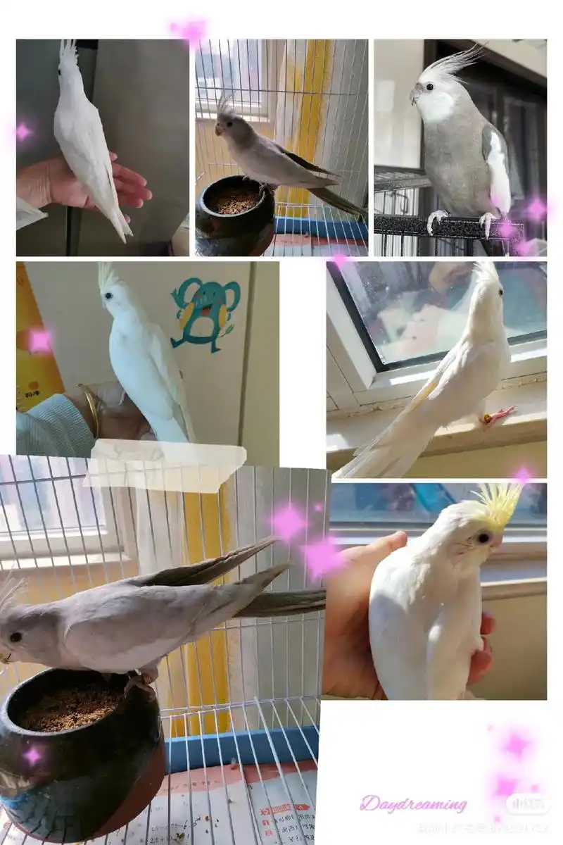 玄凤鹦鹉#手养鹦鹉 金冠百趴,白脸百趴,绿宝石 - 抖音